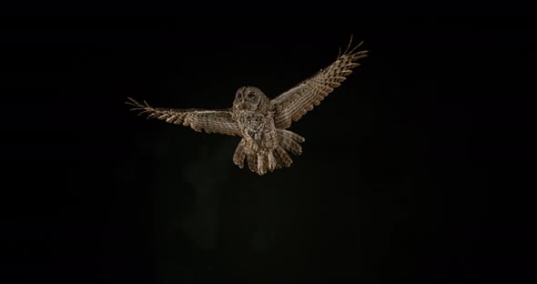 900175 Eurasian Tawny Owl, strix aluco, Adult in Flight, Normandy, Slow motion 4K