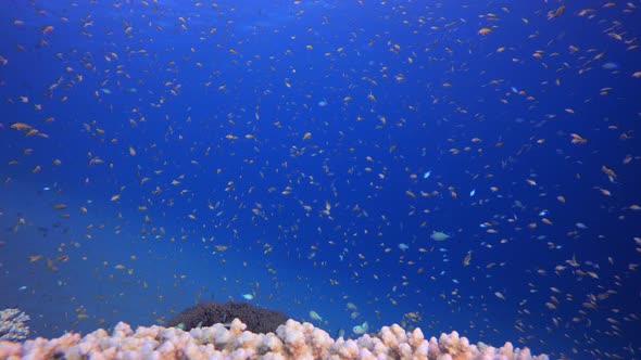 Reef Coral Tropical Garden