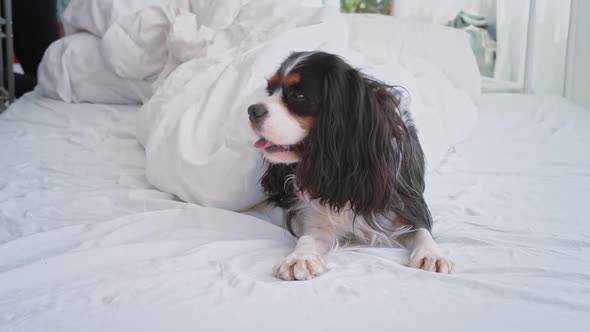 Portrait of a Beautiful Fluffy Dog with Big Ears Looking at the Camera Lying on a Comfortable Soft