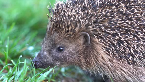 Hedgehog (Erinaceinae) in the meadow