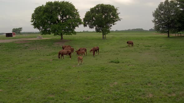 Aerial fly by of beautiful brown mares and colts grazing in a field