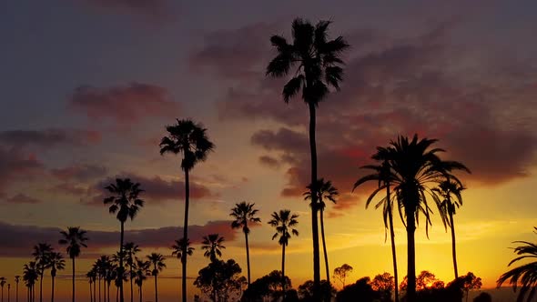 Aerial Of Palm Trees And The Sunset