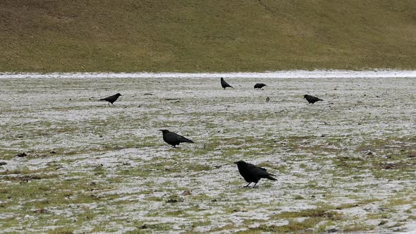 Black Birds On Snowy Grass Field II