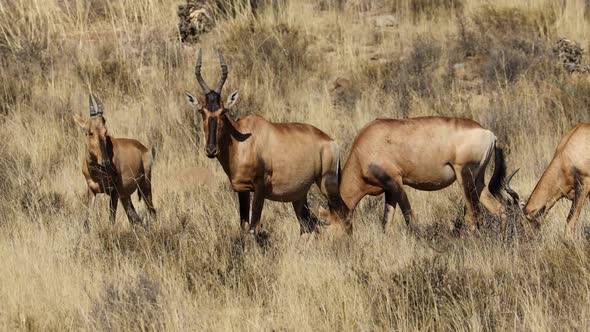 Red Hartebeest Antelopes In Natural Habitat