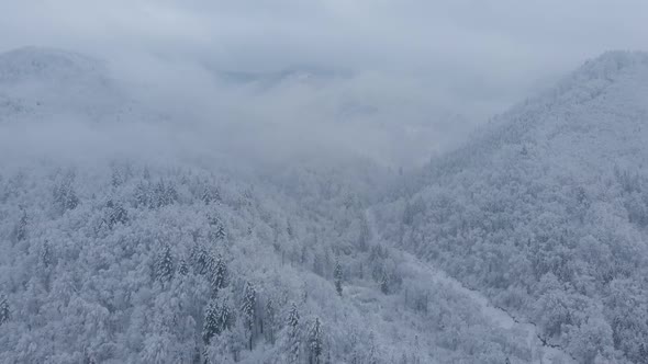 Aerial shot: spruce and pine winter forest completely covered by snow.