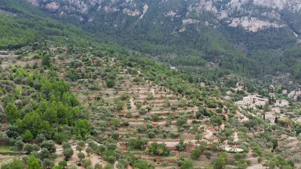 Aerial View of Fields with Olive Trees Growing in a Landscape City