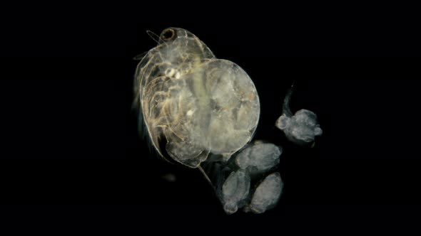 Daphnia Moina Under the Microscope Is a Plankton Crustacean