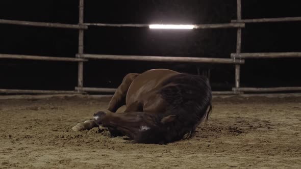 Brown Horse Rolling on Ground at Night Arena