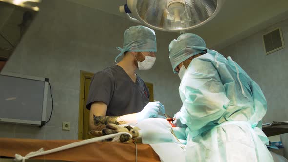 Surgical Operation of a Dog in a Veterinary Clinic