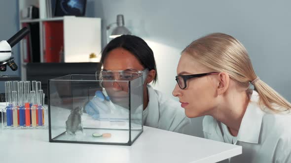 Closeup of Female Mixed Race Scientists Making Experiment with Hamster By Dropping It a Doze of