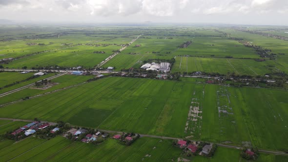 The Paddy Rice Fields of Kedah and Perlis, Malaysia