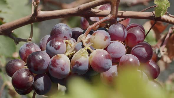 Bunch of red grapes on the vine
