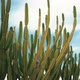 Giant Cactus - VideoHive Item for Sale
