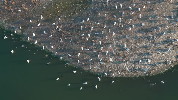 Aerial View of a Flock of Seagulls Sitting on an Island on a Summer Evening at Sunset
