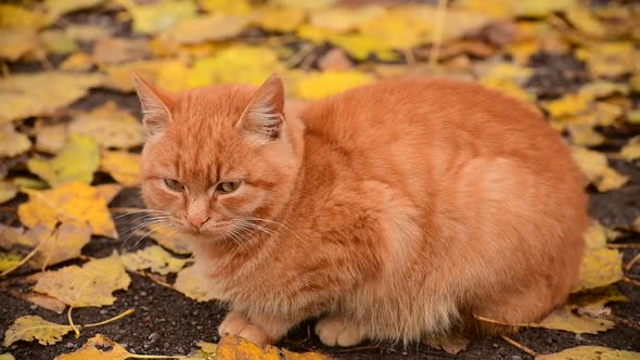 Beautiful Ginger Cat on the Street Against the Background of Autumn Foliage