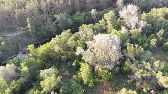 Aerial View of Riverbed Between Pine Forest. River Near Tops of Green Trees