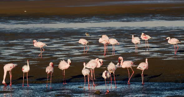 Big flock of wild flamingos is walking around in shallow waters near Walvis Bay, 4k