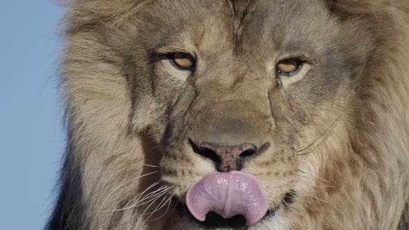 Lion male extreme close up licking lips slow motion