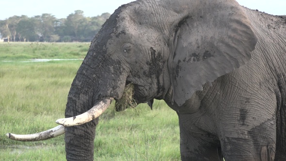 Family of Elephants on the Move. Wildlife in savanna, Kenya, Africa. African Elephants herd feeding