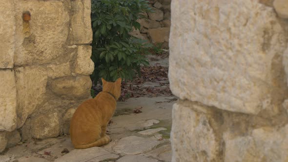 Yellow cat next to a wall