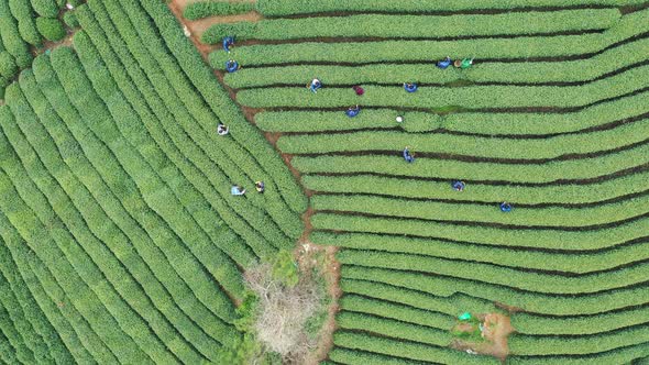 Tea plantation in mountain