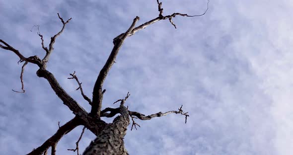 An oak tree stands as the clouds fly above in this short time lapse.