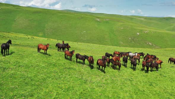 Herd of Horses Grazing on Slope Meadow