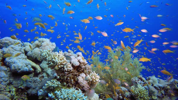 Underwater Sea Coral Reef