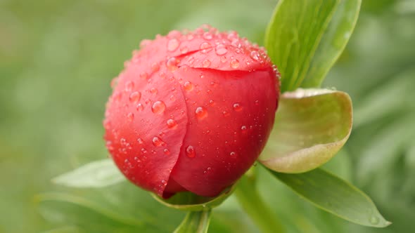 Bloody red Paeoniaceae plant close-up 4K 2160p 30fps UltraHD footage -  Paeonia peregrina flower sha