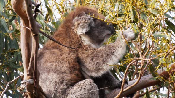 adult koala feeds on leaves in a gum tree at cape otway