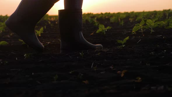 Agricultural Business