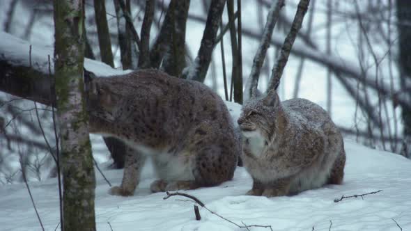 Two Snowcovered Eurasian Lynxes Sit in the Winter Forest and Lick Their Paws