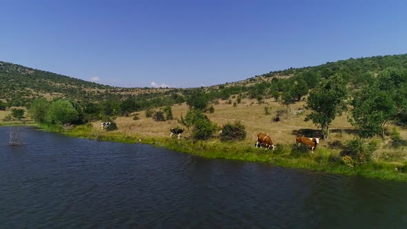 Cows grazing by the lake.