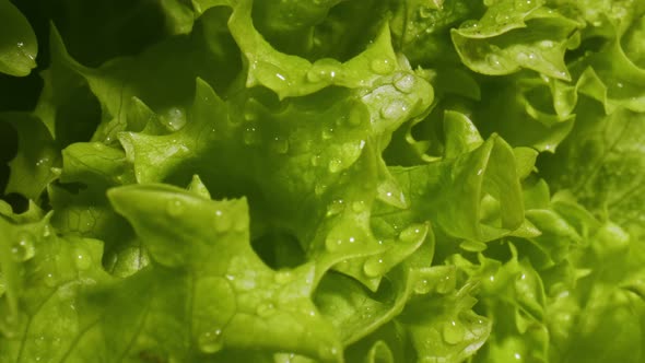 Lettuce Macro