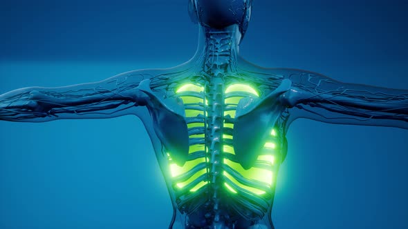 Science Anatomy Scan of Human Lungs alt