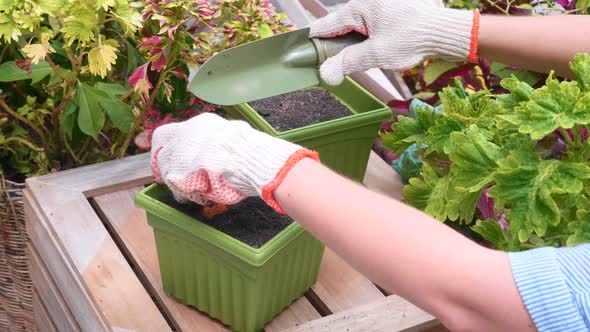 Female Hand Planting Grown Seed in the Ground in Pot with Iron Shovel