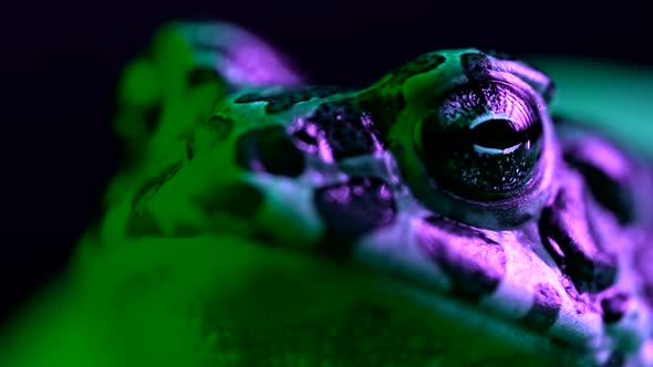 Beautiful Ground Toad Closeup Night Shot Under Neon Colorful Light