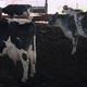 Dairy cows in feedlot in Brazil. - VideoHive Item for Sale