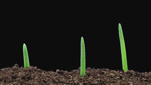 Time-lapse of growing onion sprouts