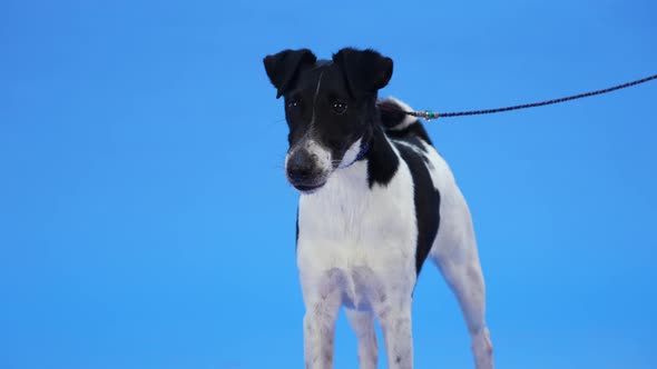 Black and White Smooth Fox Terrier on a Leash Stands in the Studio on a Blue Background