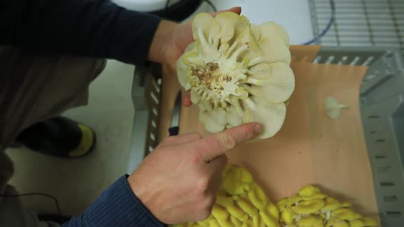 Yellow Oyster Mushroom in DIY Mushroom Farm