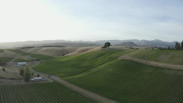 Reveal of a beautiful lush vineyard with a huge tree located atop the landscape in Marlborough, New