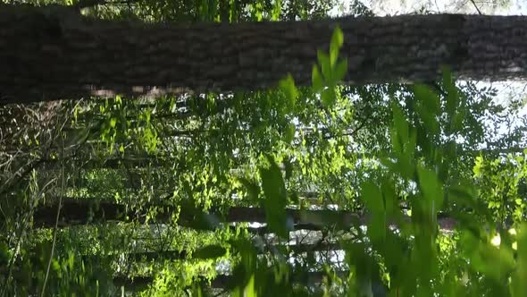 Vertical Video of a Forest with Trees