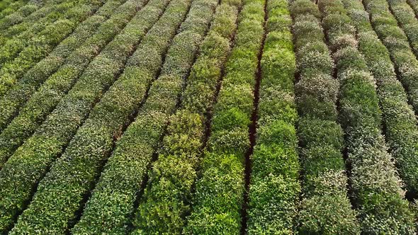 Drone Traveling Scene From Rural Landscape of a Tea Plantation