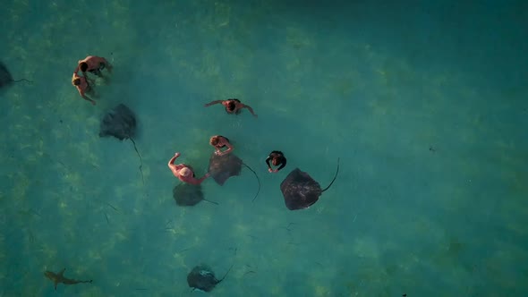 Aerial view of people swimming with sharks and rays.