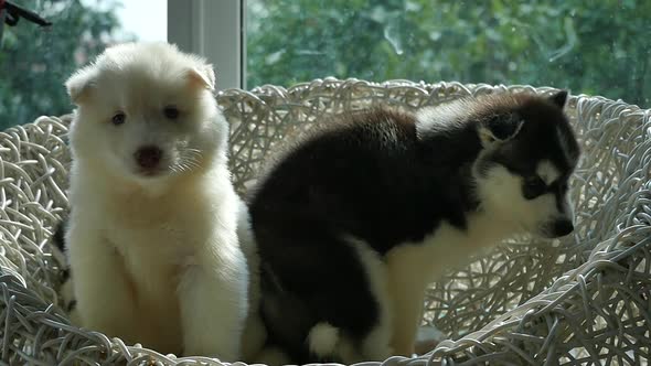 Group Of Siberian Husky Puppies Sitting On White Wicker Chair Under Sunlight 