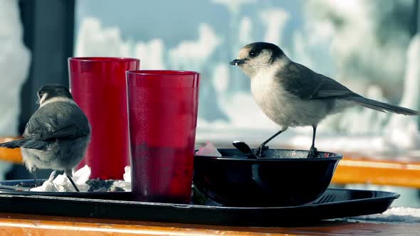 Birds Eating Left Overs On Table Outdoors
