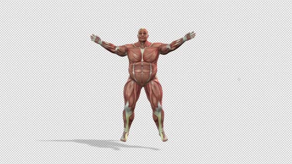 Human Muscle Anatomy Body Transformation