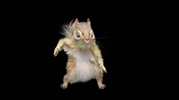 Chipmunk Dancing HD