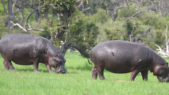Two Hippos grazing on a grass field